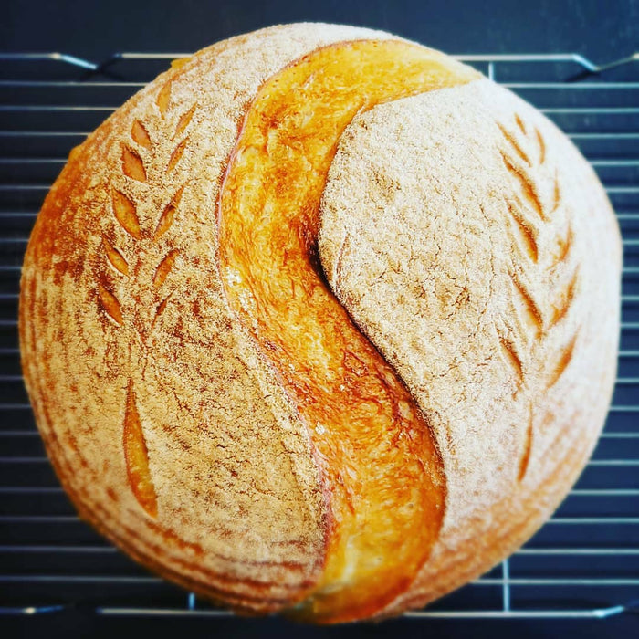 125 year old sourdough starter - single pack