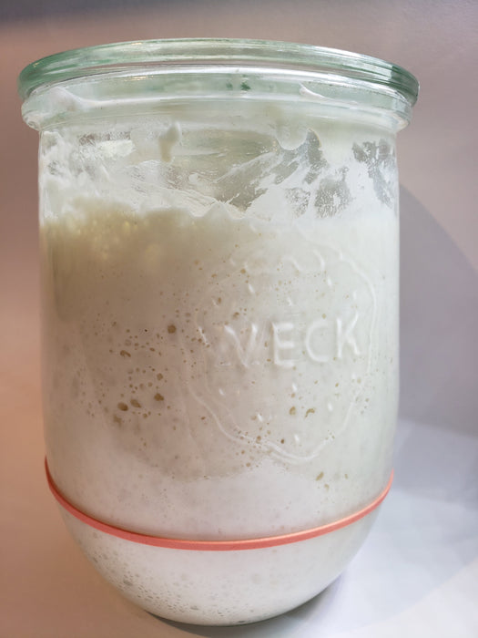 125 year old sourdough starter - three pack
